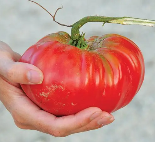 Tomato, Heirloom, Brandywine, 3" Pot