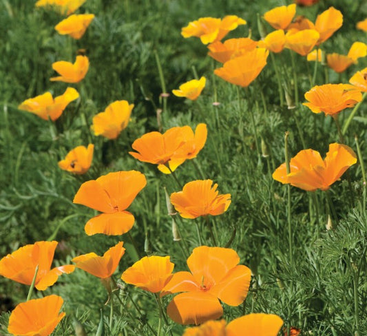 Poppy, California Poppy, 4-Pack
