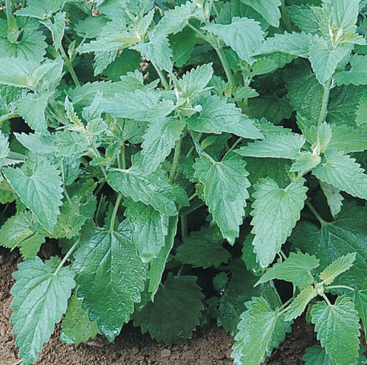 Catmint (Nepeta), Catnip, 3" Pot