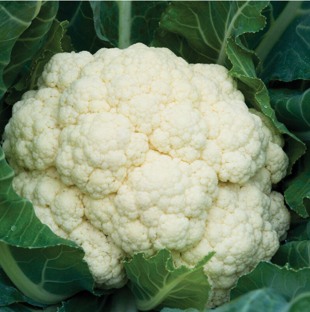 Cauliflower, Amazing, 4-Pack