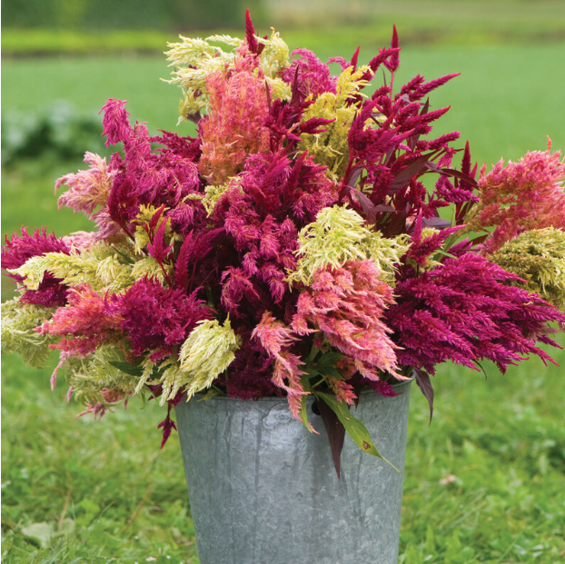 Celosia, Pampas Plume, 4-Pack