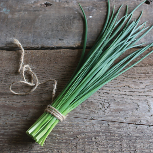 Chives, Staro, 3" Pot