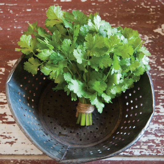 Cilantro, Cruiser, 3" Pot