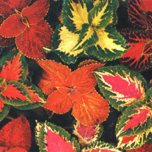 Coleus, Rainbow Formula Mix, 4-Pack