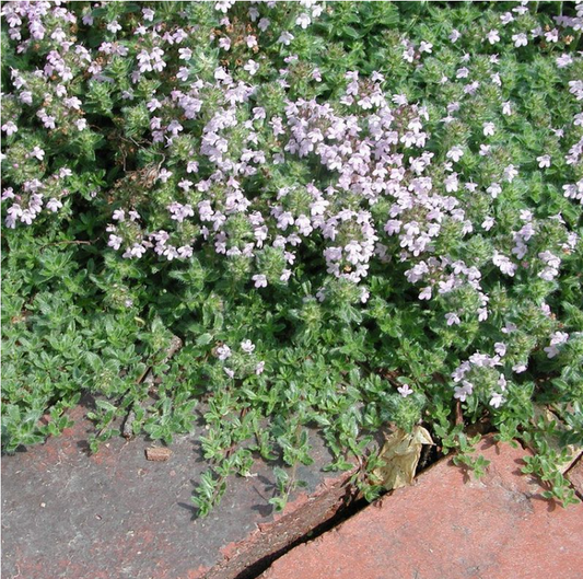 Thyme, Creeping Thyme, 3" Pot