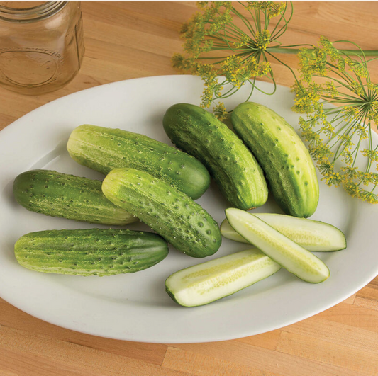 Cucumber, Pickling, Cool Customer, 4-Pack