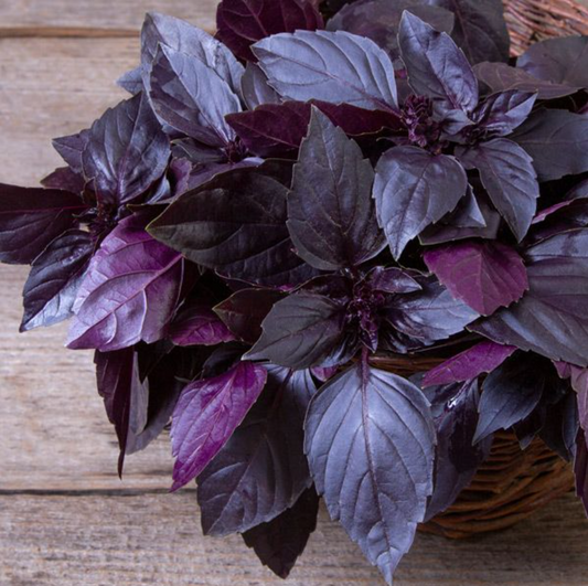 Basil, Deep Purple, 3" Pot
