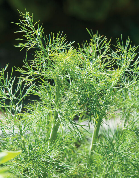 Dill, Fernleaf, 3" Pot