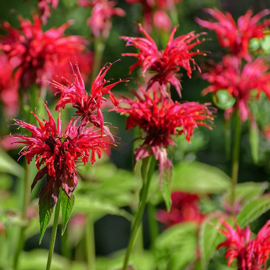 Bee Balm (Monarda), Scarlet, 3" Pot