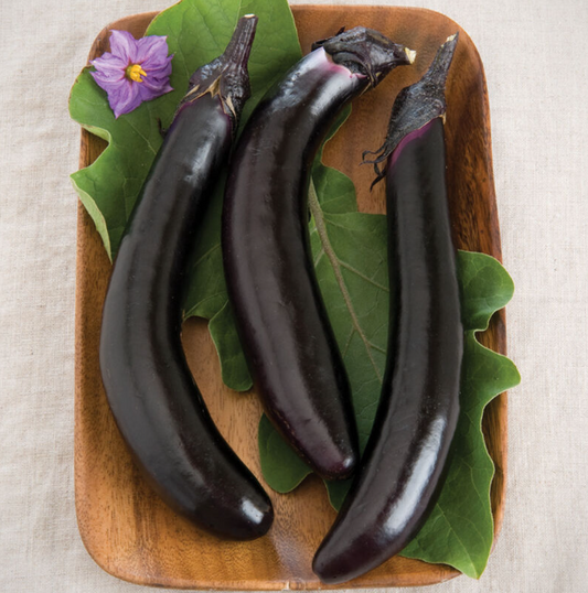 Eggplant, Asian, Orient Express, 3" Pot