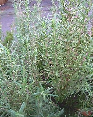 Rosemary, Foresteri, 3" Pot