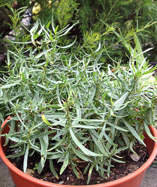 Tarragon, French, 3" Pot