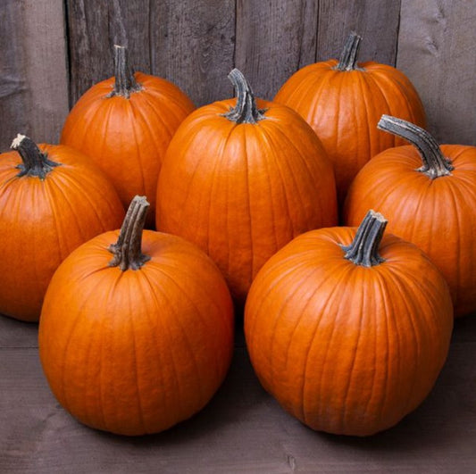 Pumpkin, Jack-O-Lantern, Howden, 3" Pot