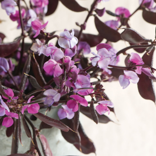 Hyacinth Bean, Ruby Moon, 4-Pack