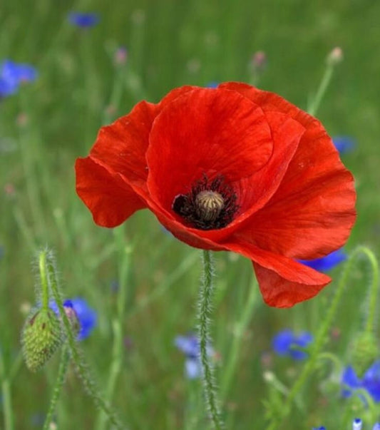 Poppy, Classic Red Corn Poppy, 4-Pack