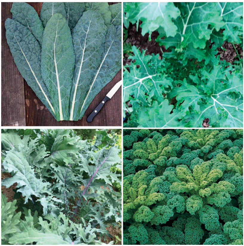 Kale, Mixed Types, 4-Pack