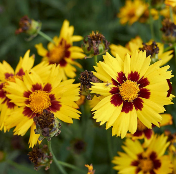 Coreopsis, Large Flowered Tickseed, 3" Pot