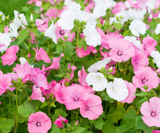 Lavatera, Rose Mallow, Lavatera Mix, 3" Pot