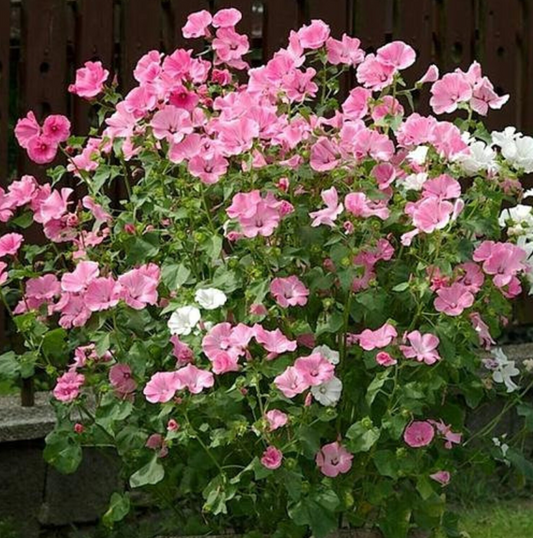 Lavatera, Rose Mallow Pink, 3" Pot