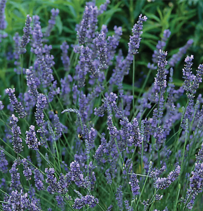 Lavender, Grosso (Fat Spike), 3" Pot