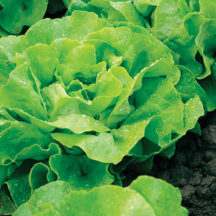 Lettuce, Green Butterhead, 4-Pack