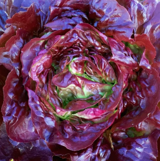 Lettuce, Red Butterhead, 4-Pack