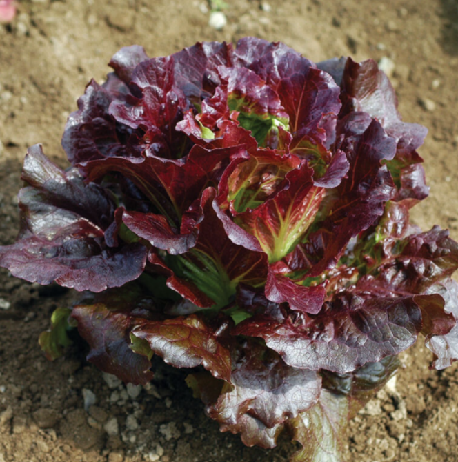 Lettuce, Red Leaf, 4-Pack