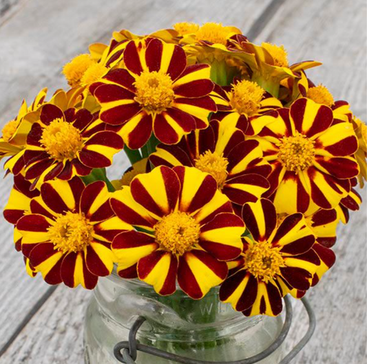 Marigold, Pinwheel, 4-Pack