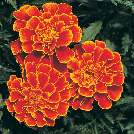 Marigold, Queen Sophia, 4-Pack