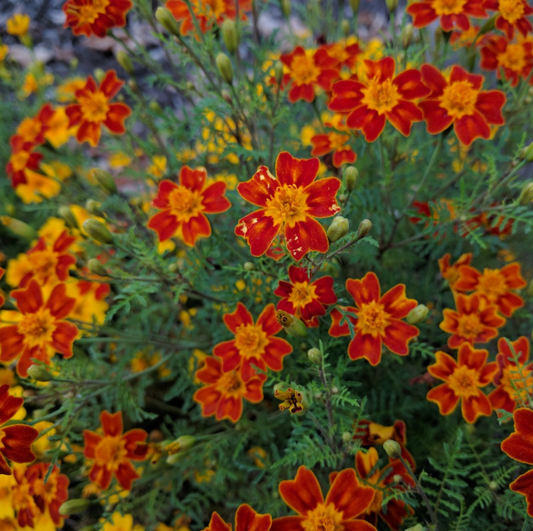 Marigold, Red Gem, 3" Pot