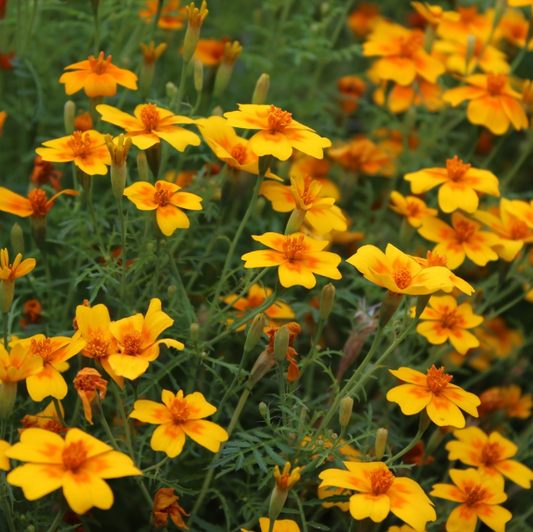 Marigold, Tangerine Gem, 3" Pot