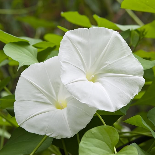 Moonflower, 3" Pot