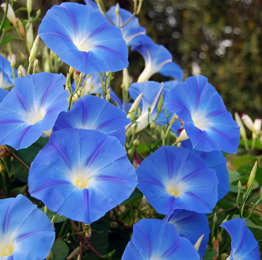 Morning Glory, Heavenly Blue, 4-Pack