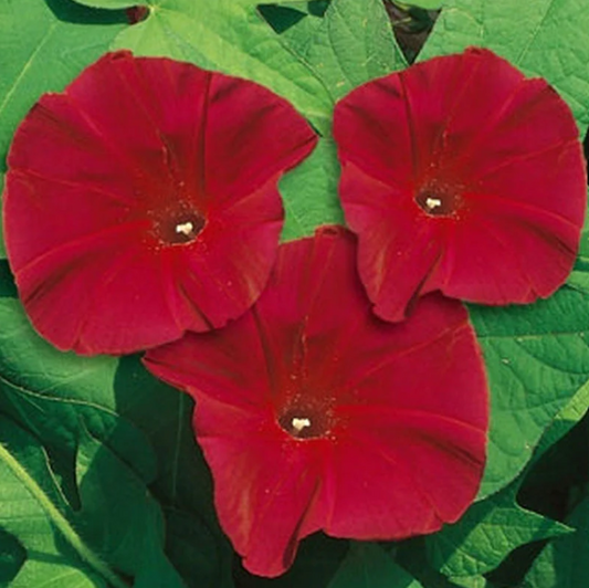 Morning Glory, Scarlett O'Hara, 4-Pack