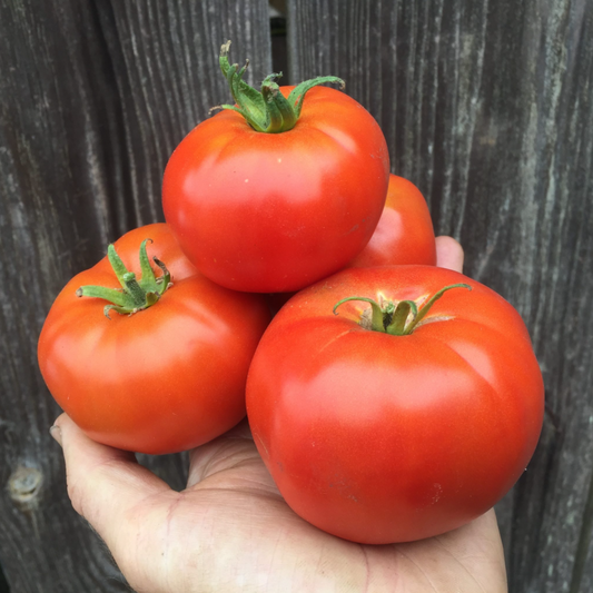 Tomato, Heirloom, Moskvich, 3" Pot