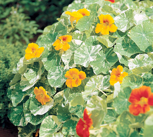 Nasturtium, Alaska, 4-Pack