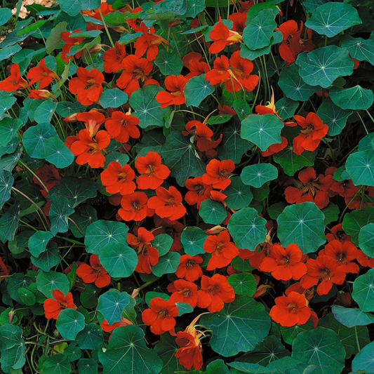 Nasturtium, Empress of India, 4-Pack