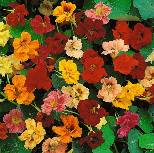 Nasturtium, Jewel Mix, 4-Pack