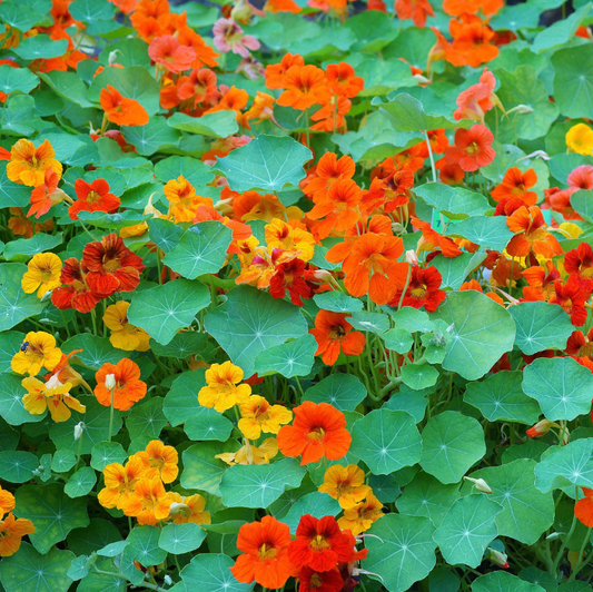 Nasturtium, Trailing Mix, 4-Pack