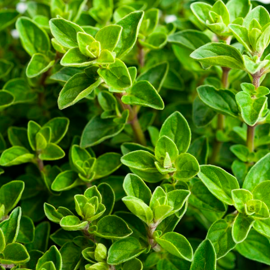 Oregano, Greek Mountain, 3" Pot