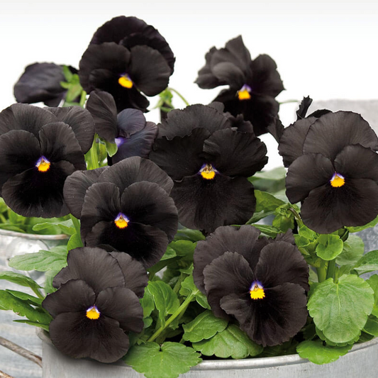 Pansy/Viola, Atlas Black, 4-Pack