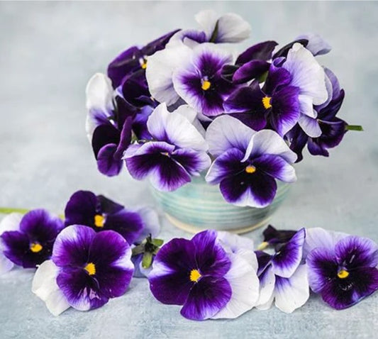 Pansy/Viola, Beaconsfield, 4-Pack