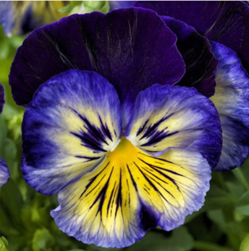 Pansy/Viola, Delta Premium Blue Morpho, 4-Pack