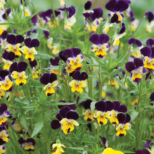 Pansy/Viola, Helen Mount, 4-Pack