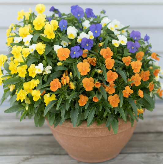 Pansy/Viola, Penny All Season Mix, 4-Pack