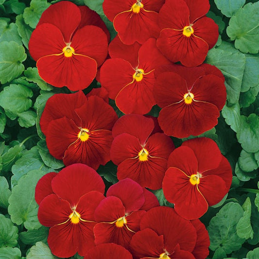 Pansy/Viola, Scarlet, 4-Pack