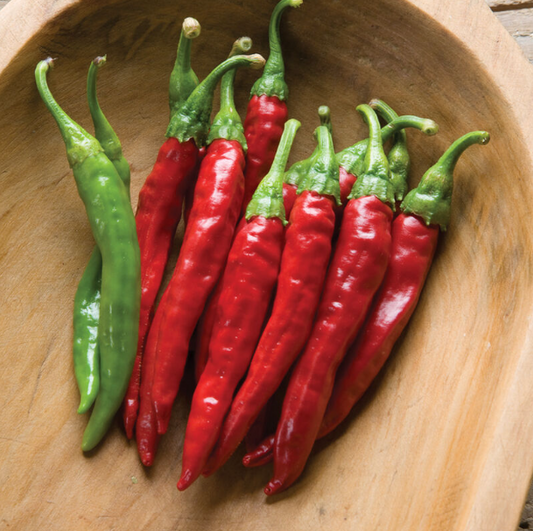 Pepper, Hot, Cayenne, Red Rocket, 3" Pot