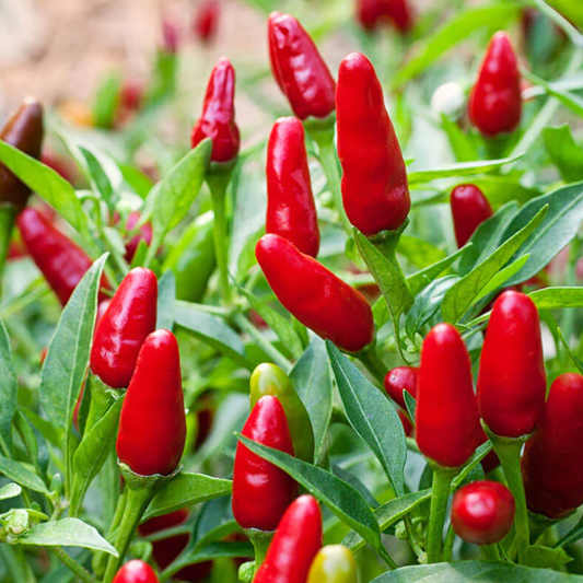 Pepper, Hot, Thai Hots, 3" Pot