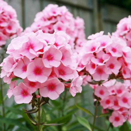 Phlox, Brilliant, 3" Pot