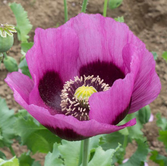 Poppy, Planete Rouge Du Jura, 4-Pack